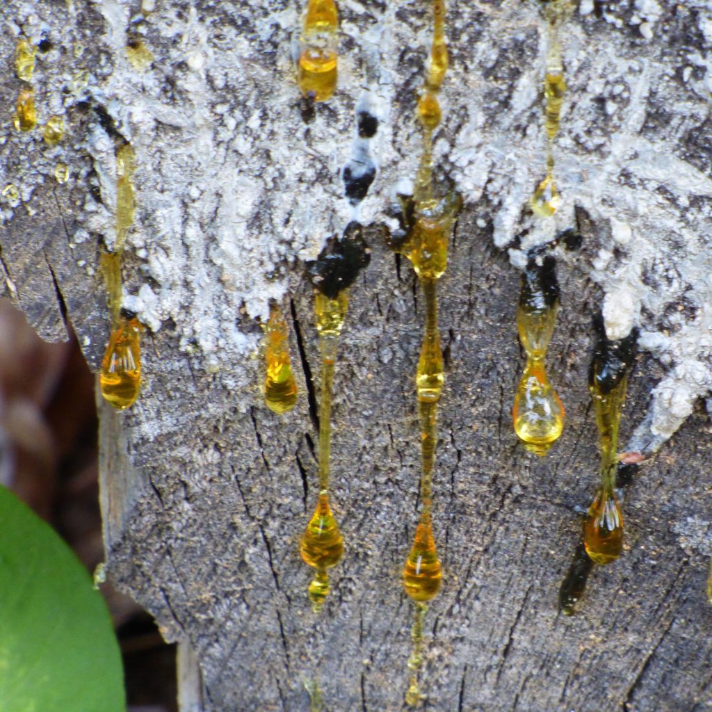 How to remove tree sap